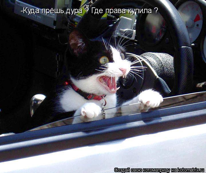 Котоматрица: -Куда прёшь,дура ? Где права купила ?