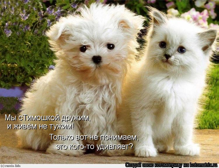 Котоматрица: Мы сТимошкой дружим, и живём не тужим! Только вот не понимаем, это кого-то удивляет?