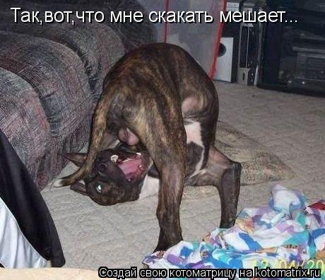 Котоматрица: Так,вот,что мне скакать мешает...