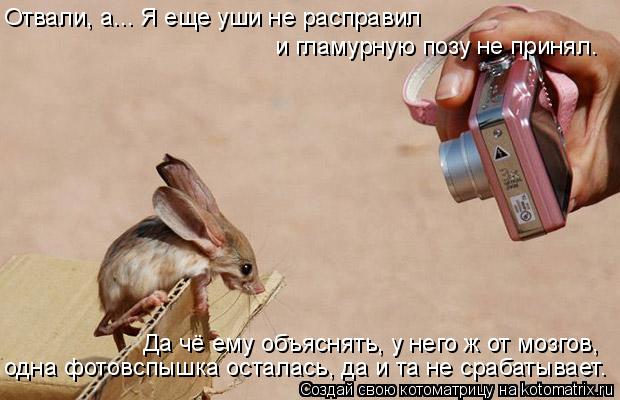 Котоматрица: Отвали, а... Я еще уши не расправил и гламурную позу не принял. одна фотовспышка осталась, да и та не срабатывает. Да чё ему объяснять, у него ж 
