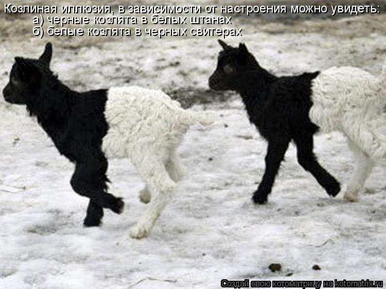 Котоматрица: а) черные козлята в белых штанах б) белые козлята в черных свитерах Козлиная иллюзия, в зависимости от настроения можно увидеть: