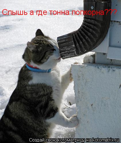 Котоматрица: Слышь а где тонна попкорна???