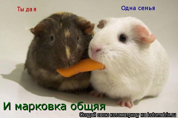 Котоматрица: Ты да я   Одна семья И марковка общяя