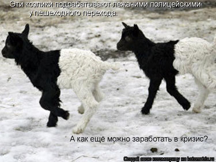 Котоматрица: Эти козлики подрабатывают лежачими полицейскими у пешеходного перехода. А как ещё можно заработать в кризис?