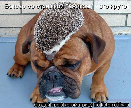Котоматрица: Боксер со стрижкой "ёжиком" - это круто!