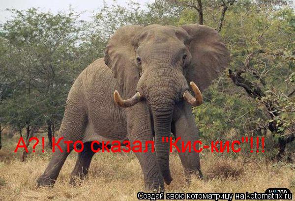 Котоматрица: А?! Кто сказал "Кис-кис"!!!