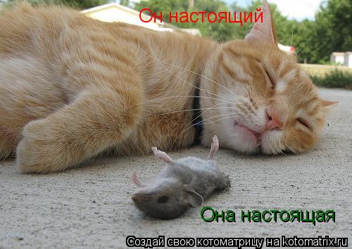Котоматрица: Он настоящий  Она настоящая