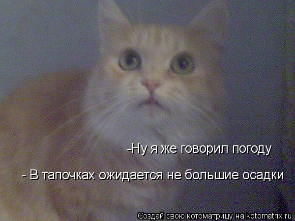 Котоматрица: -Ну я же говорил погоду  - В тапочках ожидается не большие осадки