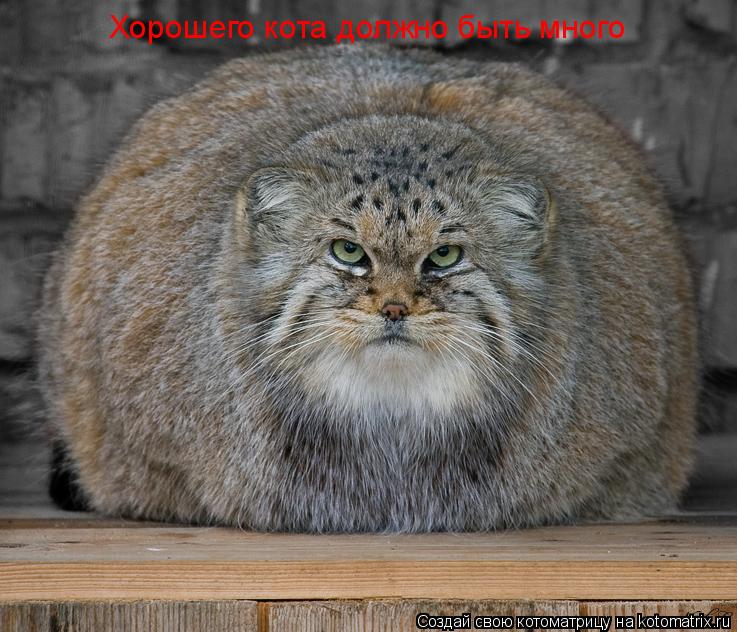 Котоматрица: Хорошего кота должно быть много