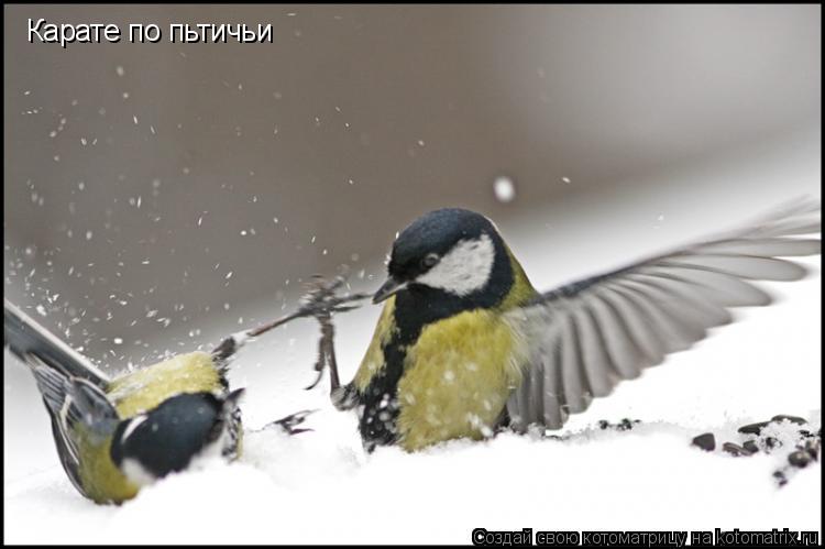Котоматрица: Карате по пьтичьи