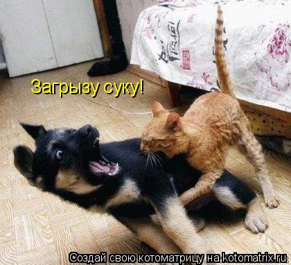 Котоматрица: Загрызу суку!