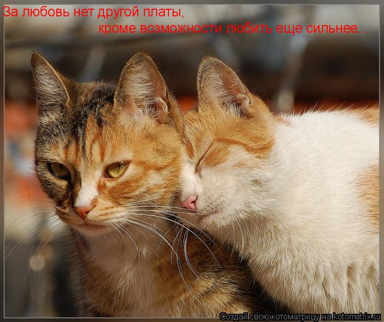 Котоматрица: За любовь нет другой платы,  кроме возможности любить еще сильнее...
