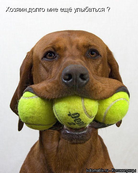 Котоматрица: Хозяин,долго мне ещё улыбаться ?