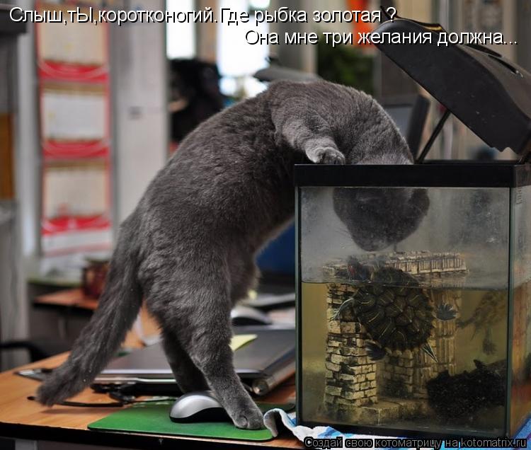 Котоматрица: Слыш,тЫ,коротконогий.Где рыбка золотая ? Она мне три желания должна...