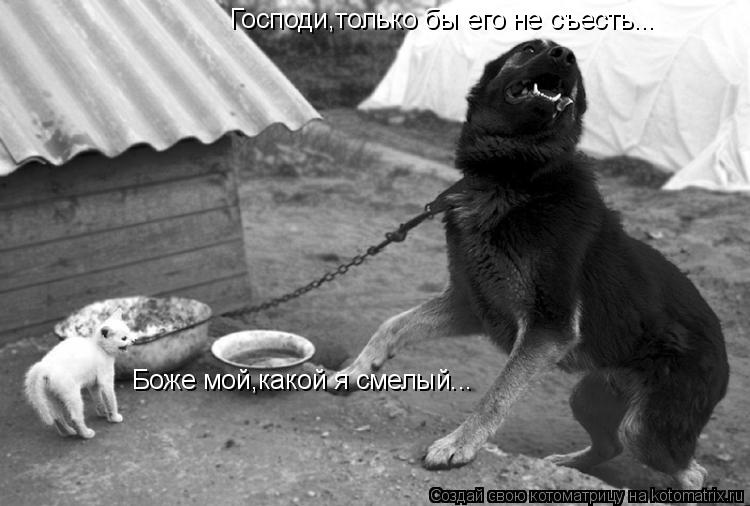Котоматрица: Господи,только бы его не съесть... Боже мой,какой я смелый...