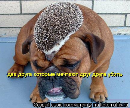 Котоматрица: два друга которые мечтают друг друга убить