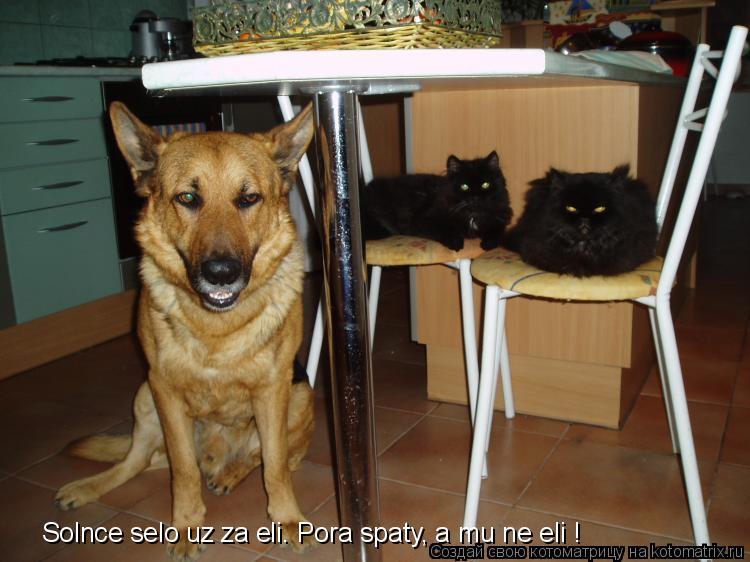 Котоматрица: Solnce selo uz za eli. Pora spaty, a mu ne eli !