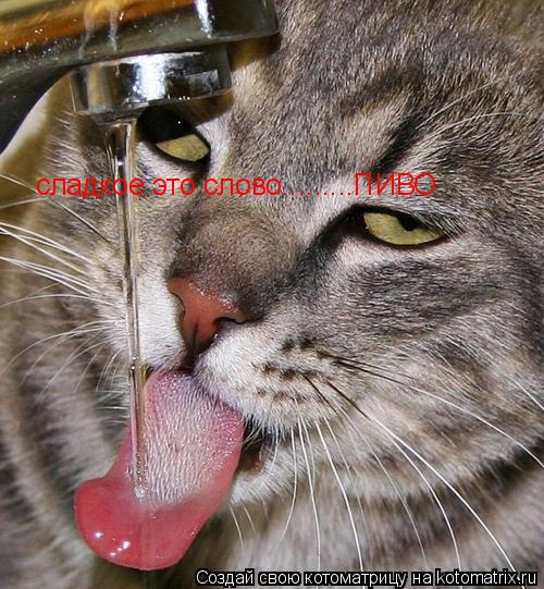 Котоматрица: сладкое это слово.........ПИВО