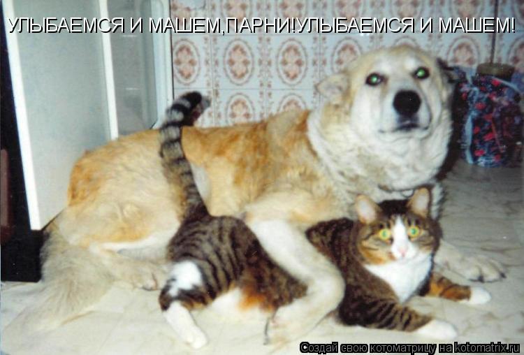 Котоматрица: УЛЫБАЕМСЯ И МАШЕМ,ПАРНИ!УЛЫБАЕМСЯ И МАШЕМ!