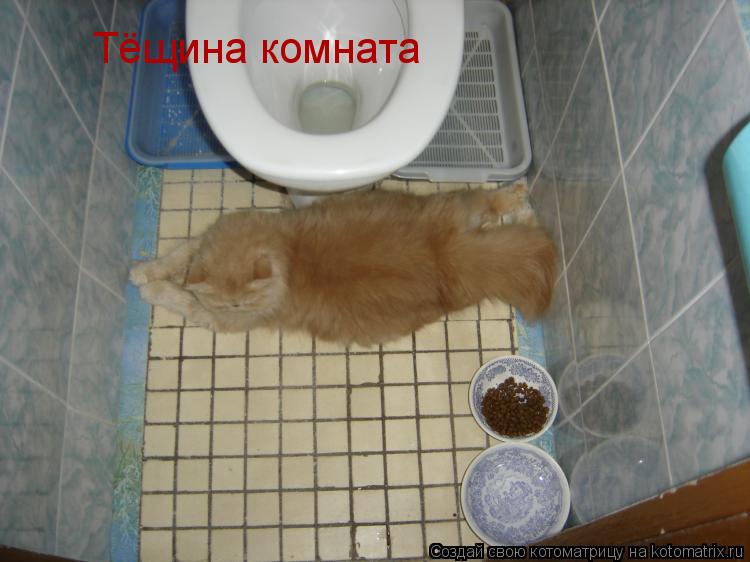 Тёщина комната... Котоматрица: Тёщина комната