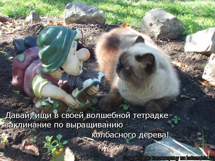 Котоматрица: Давай, ищи в своей волшебной тетрадке заклинание по выращиванию  колбасного дерева!