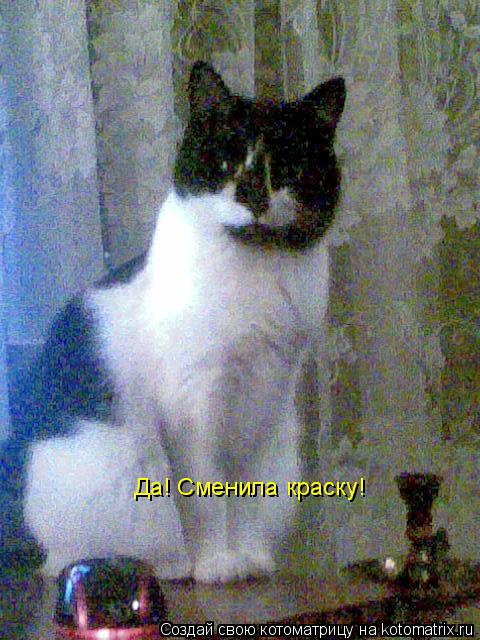 Котоматрица: Да! Сменила краску!
