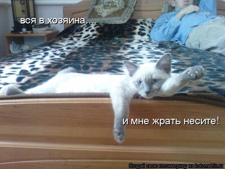 Котоматрица: вся в хозяина.... и мне жрать несите!
