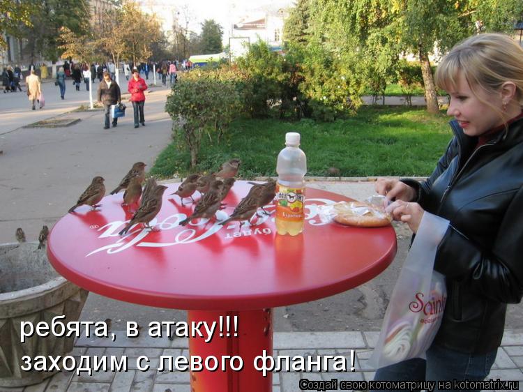 Котоматрица: заходим с левого фланга! ребята, в атаку!!!