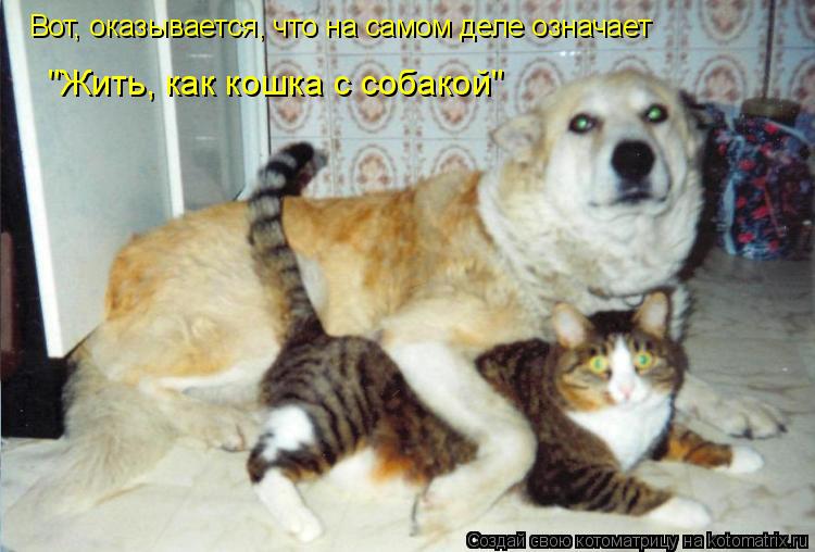 Котоматрица: Вот, оказывается, что на самом деле означает "Жить, как кошка с собакой"