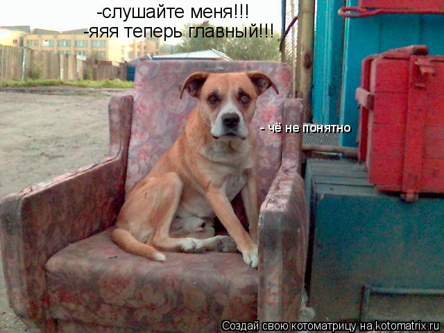 Котоматрица: -слушайте меня!!! -яяя теперь главный!!! - чё не понятно