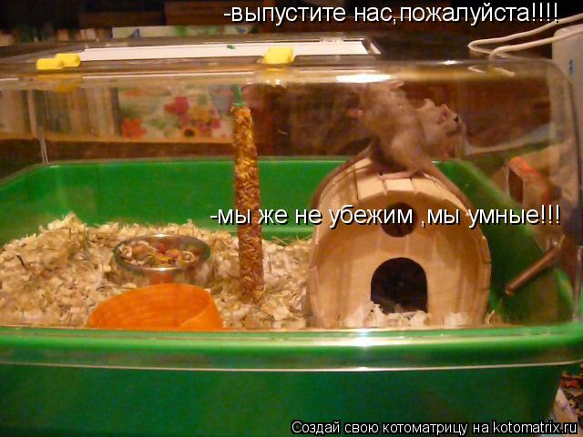 Котоматрица: -выпустите нас,пожалуйста!!!! -мы же не убежим ,мы умные!!!