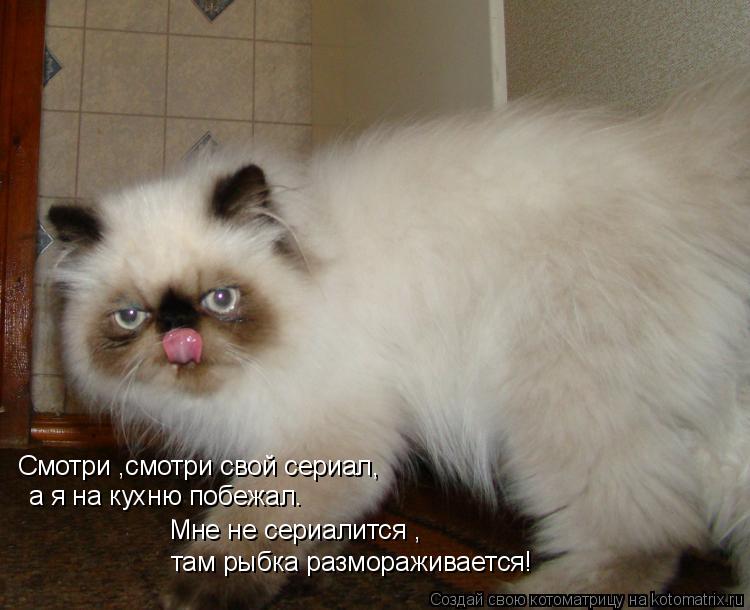 Котоматрица: Смотри ,смотри свой сериал, а я на кухню побежал. Мне не сериалится , там рыбка размораживается!