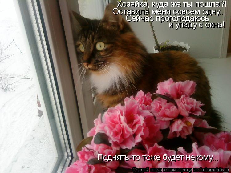 Котоматрица: Хозяйка, куда же ты пошла?! Оставила меня совсем одну... Сейчас проголодаюсь и упаду с окна! Поднять-то тоже будет некому...