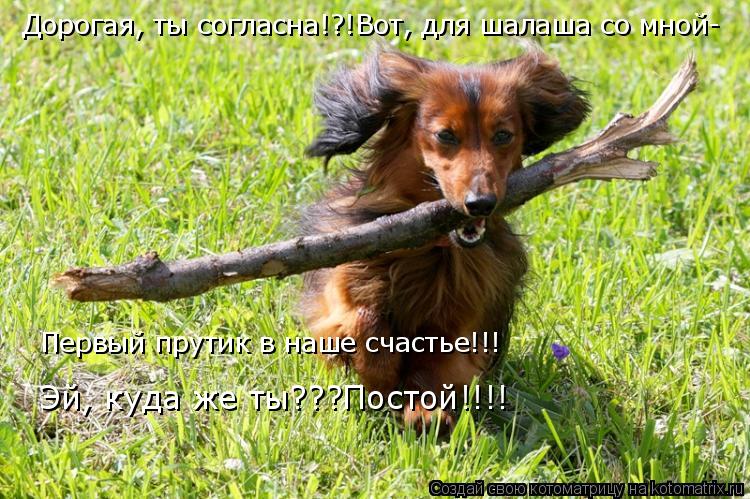 Дорогая, ты согласна!?!Вот, для шалаша со мной- Первый прутик в наше счастье!!! Эй, куда же ты???Пост... Котоматрица: Дорогая, ты согласна!?!Вот, для шалаша со мной- Первый прутик в наше счастье!!! Эй, куда же ты???Постой!!!!