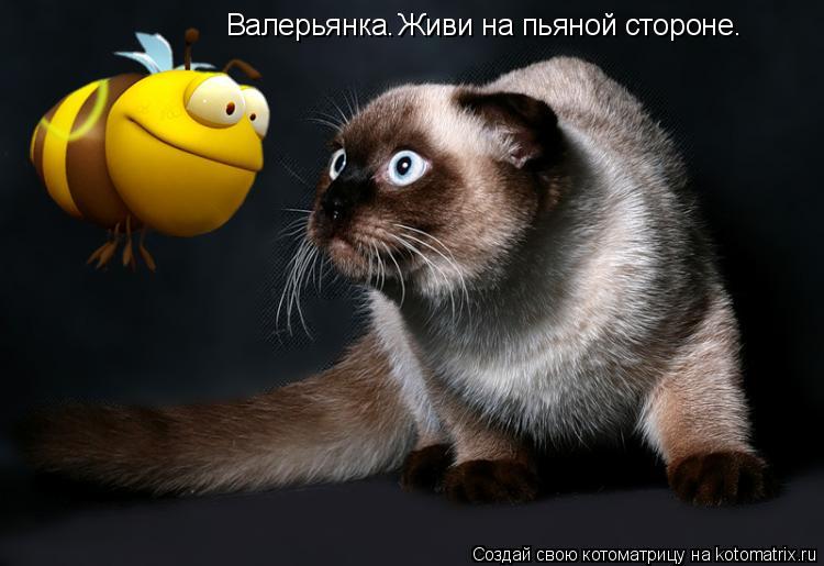 Котоматрица: Валерьянка. Живи на пьяной стороне.