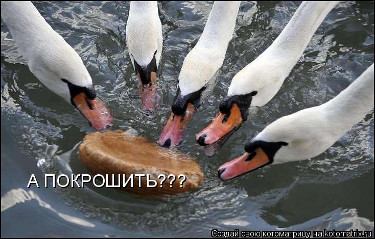 Котоматрица: А ПОКРОШИТЬ???