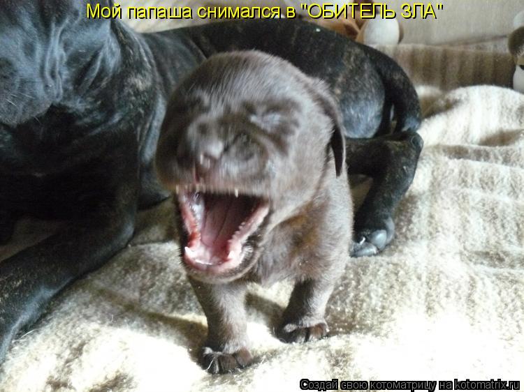 Мой папаша снимался в "ОБИТЕЛЬ ЗЛА"... Котоматрица: Мой папаша снимался в "ОБИТЕЛЬ ЗЛА"