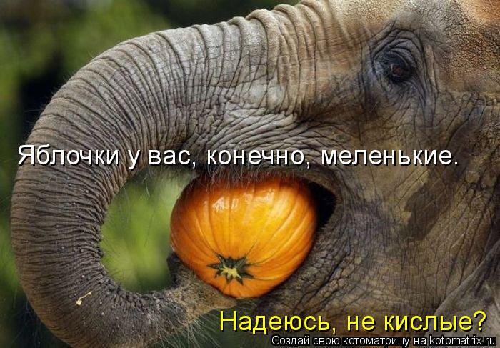Котоматрица: Яблочки у вас, конечно, меленькие. Надеюсь, не кислые?