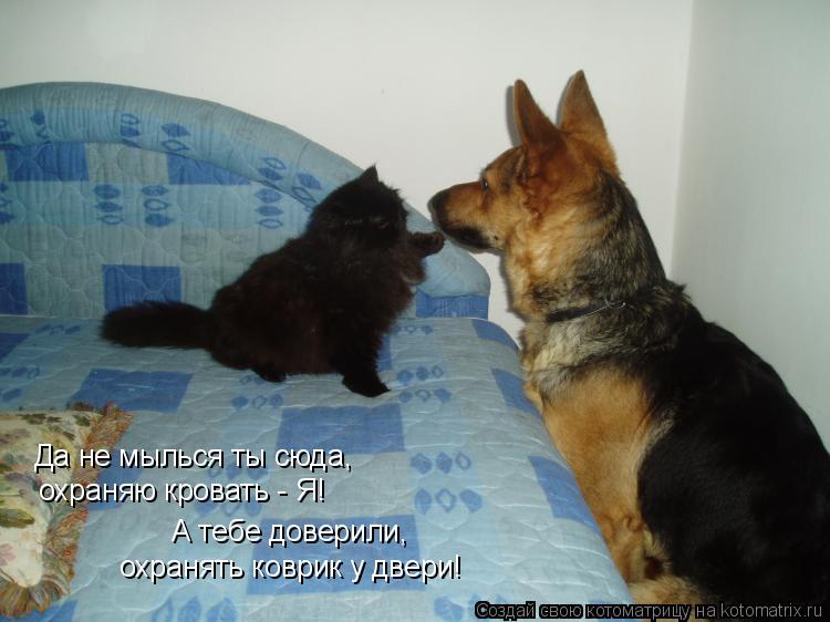 Да не мылься ты сюда, охраняю кровать - Я! А тебе доверили, охранять коврик у двери!... Котоматрица: Да не мылься ты сюда, охраняю кровать - Я! А тебе доверили, охранять коврик у двери!
