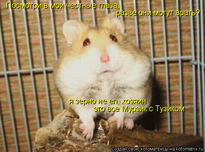я зерно не ел, хозяин это все Мурзик с Тузиком Посмотри в мои честные глаза, разве они могут врать?... Котоматрица: я зерно не ел, хозяин это все Мурзик с Тузиком Посмотри в мои честные глаза, разве они могут врать?