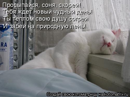 Просыпайся, соня, скорей! Тебя ждет новый чудный день! Ты теплом свою душу согрей И забей на природну... Котоматрица: Просыпайся, соня, скорей! Тебя ждет новый чудный день! Ты теплом свою душу согрей И забей на природную лень!