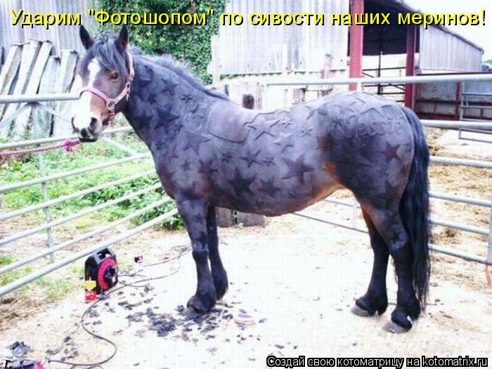 Ударим "Фотошопом" по сивости наших меринов!... Котоматрица: Ударим "Фотошопом" по сивости наших меринов!