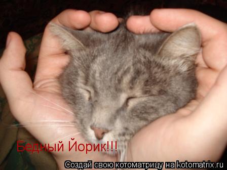 Бедный Йорик!!!... Котоматрица: Бедный Йорик!!!
