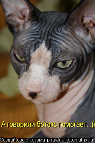 А говорили ботокс помогает...((... Котоматрица: А говорили ботокс помогает...((