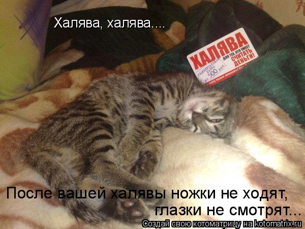 Халява, халява.... После вашей халявы ножки не ходят, глазки не смотрят...... Котоматрица: Халява, халява.... После вашей халявы ножки не ходят, глазки не смотрят...