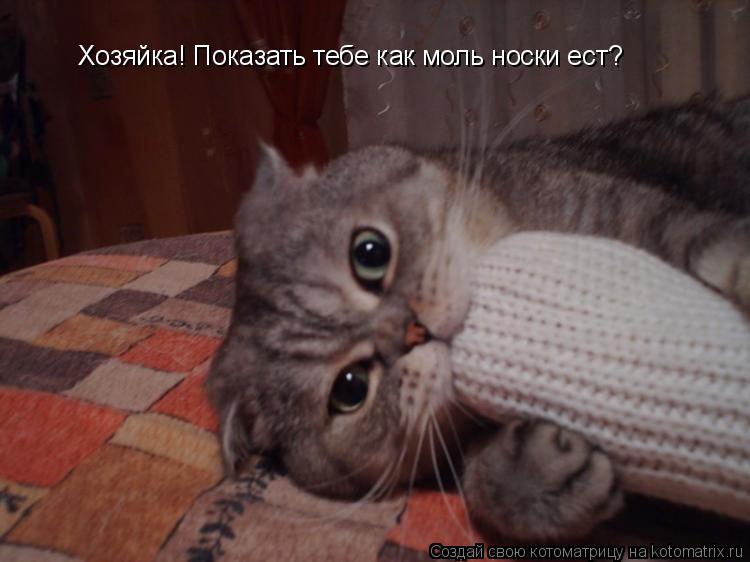 Хозяйка! Показать тебе как моль носки ест?... Котоматрица: Хозяйка! Показать тебе как моль носки ест?