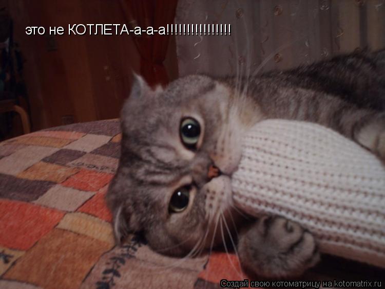 это не КОТЛЕТА-а-а-а!!!!!!!!!!!!!!!!... Котоматрица: это не КОТЛЕТА-а-а-а!!!!!!!!!!!!!!!!