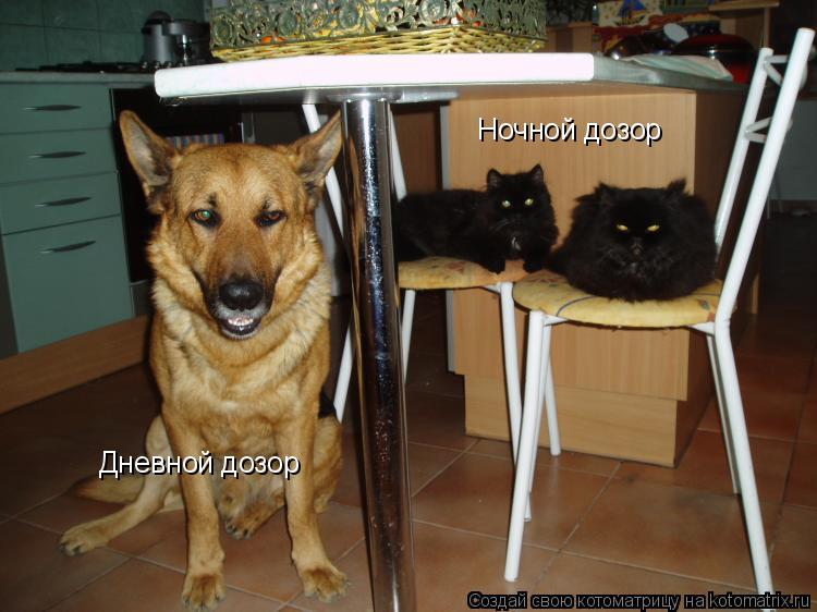 Дневной дозор Ночной дозор... Котоматрица: Дневной дозор Ночной дозор