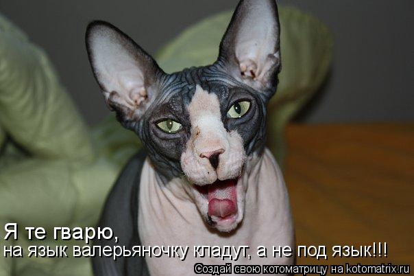 Я те гварю, на язык валерьяночку кладут, а не под язык!!! Я те гварю, на язык валерьяночку кладут, а... Котоматрица: Я те гварю, на язык валерьяночку кладут, а не под язык!!! Я те гварю, на язык валерьяночку кладут, а не под язык!!!