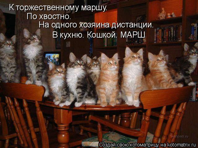 К торжественному маршу. По хвостно. На одного хозяина дистанции. В кухню. Кошкой. МАРШ... Котоматрица: К торжественному маршу. По хвостно. На одного хозяина дистанции. В кухню. Кошкой. МАРШ